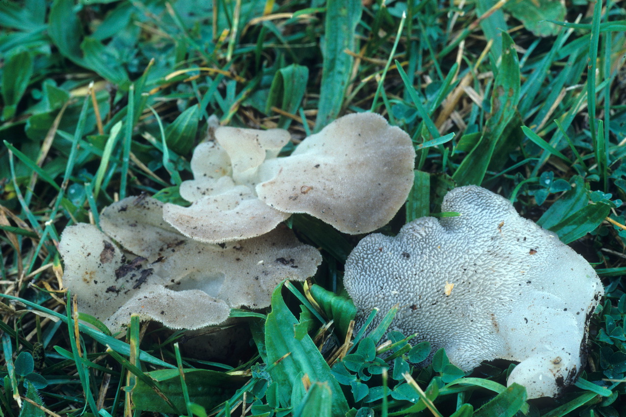 Pseudohydnum gelatinosum