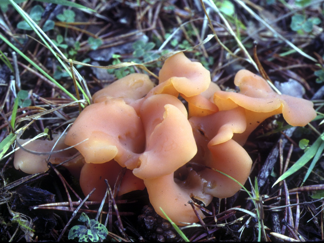 Guepinia helvelloides