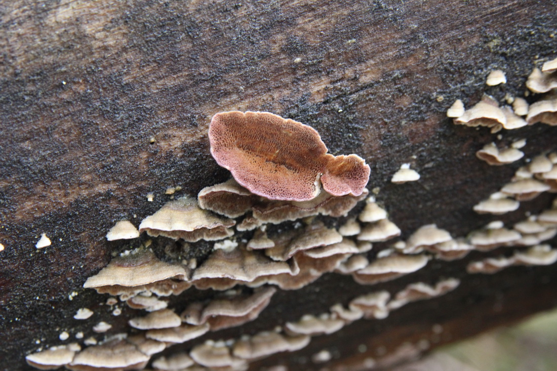 Trichaptum abietinum