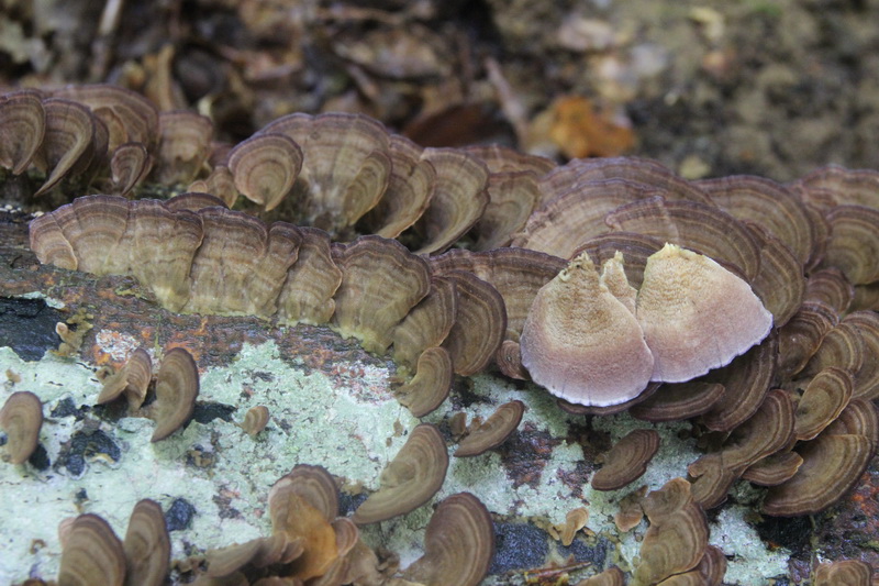 Trichaptum biforme