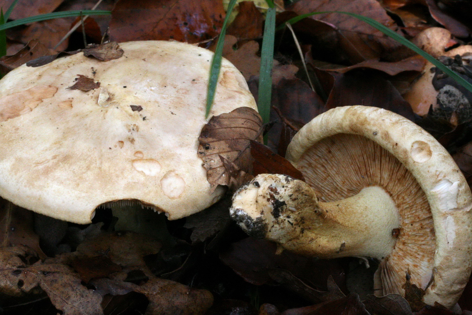 Tricholoma acerbum