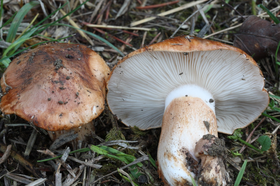 Tricholoma fracticum