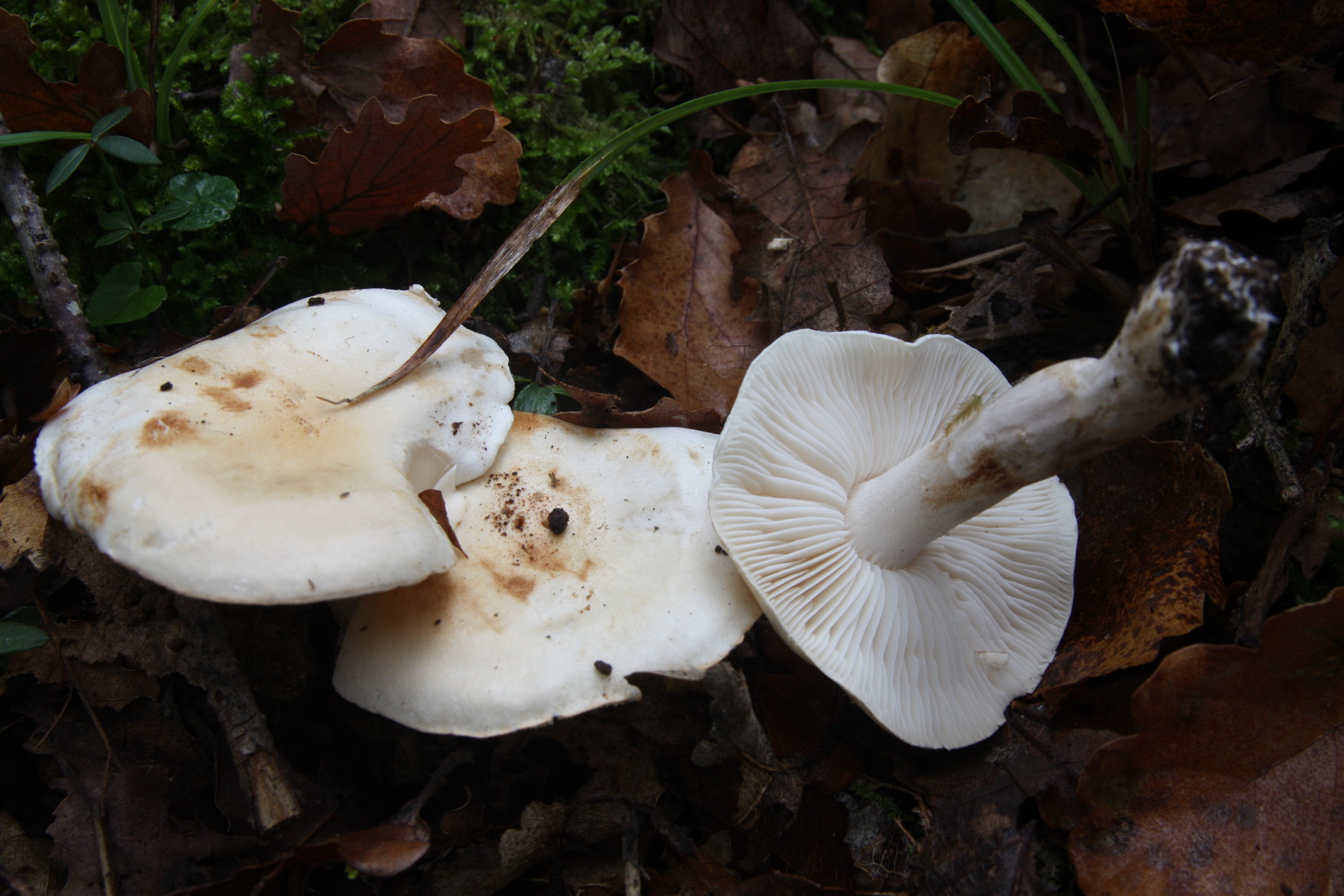 Tricholoma album