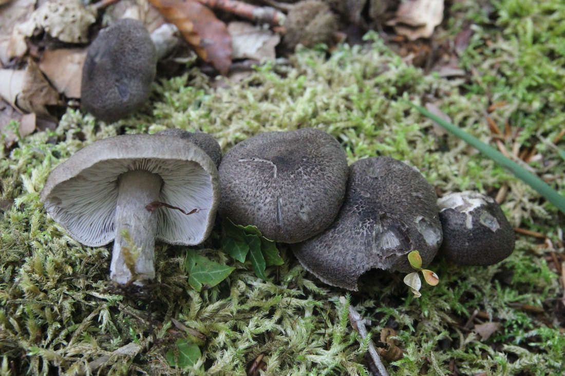 Tricholoma atrosquamosum