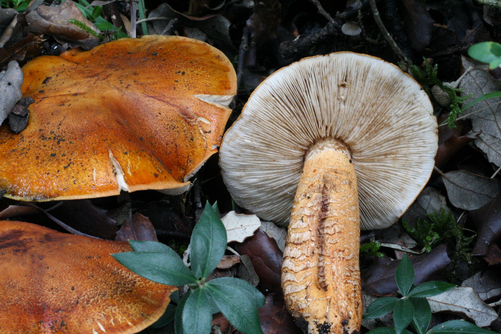 Tricholoma aurantium
