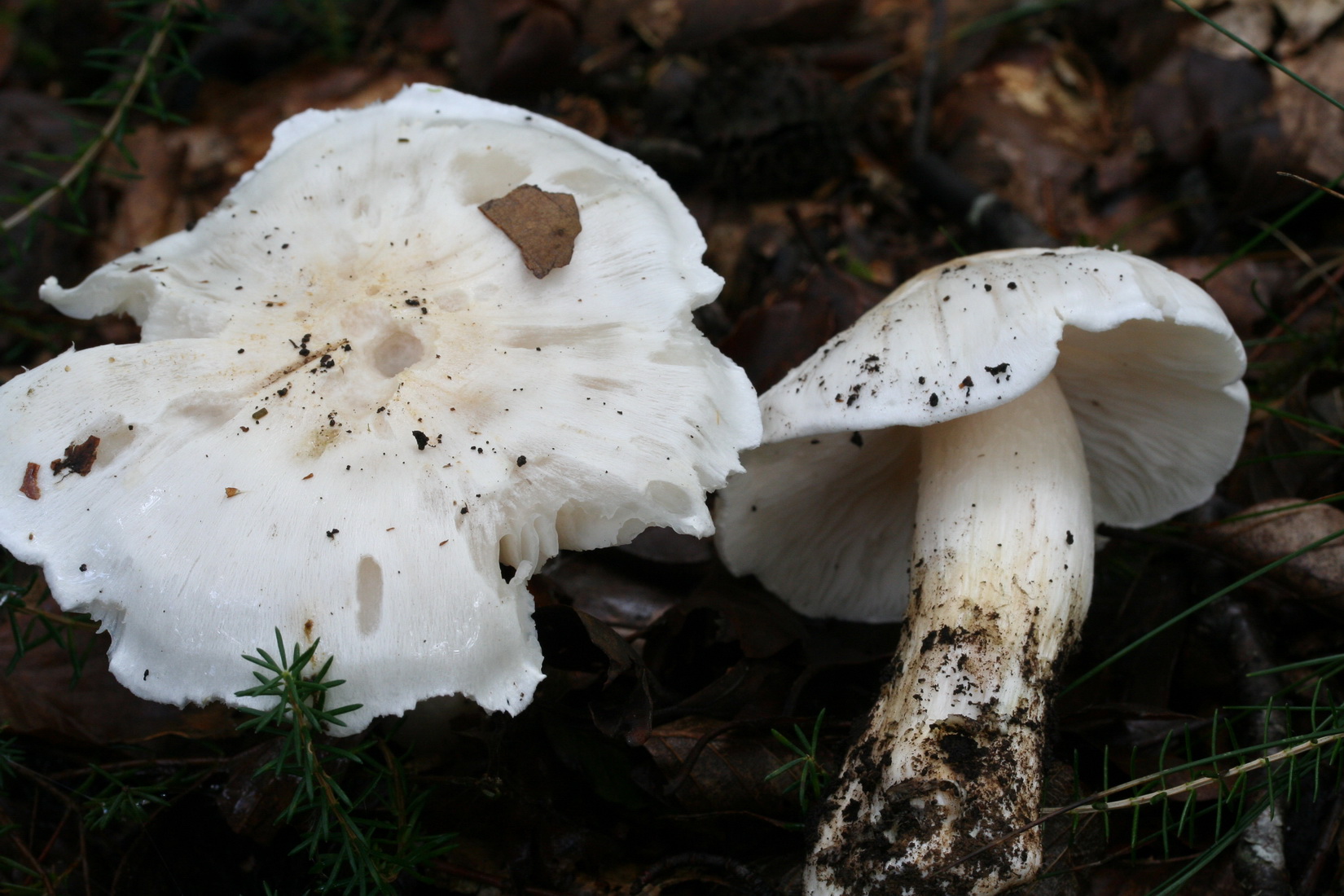 Tricholoma columbetta