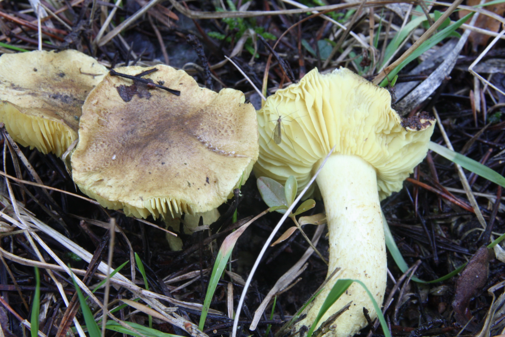 Tricholoma equestre