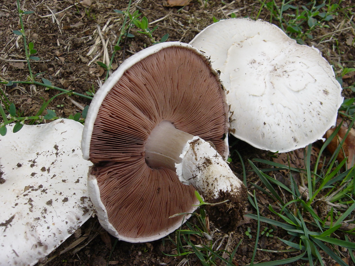 Agaricus campestris