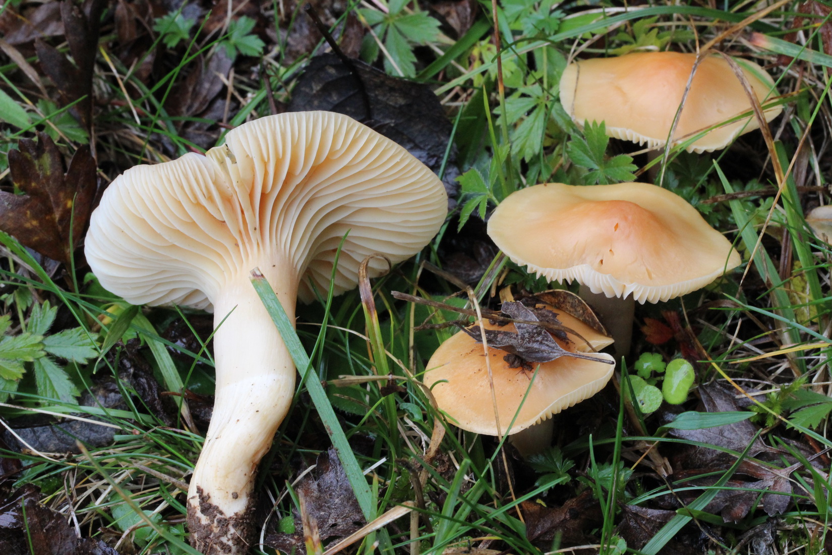 Cuphophyllus pratensis