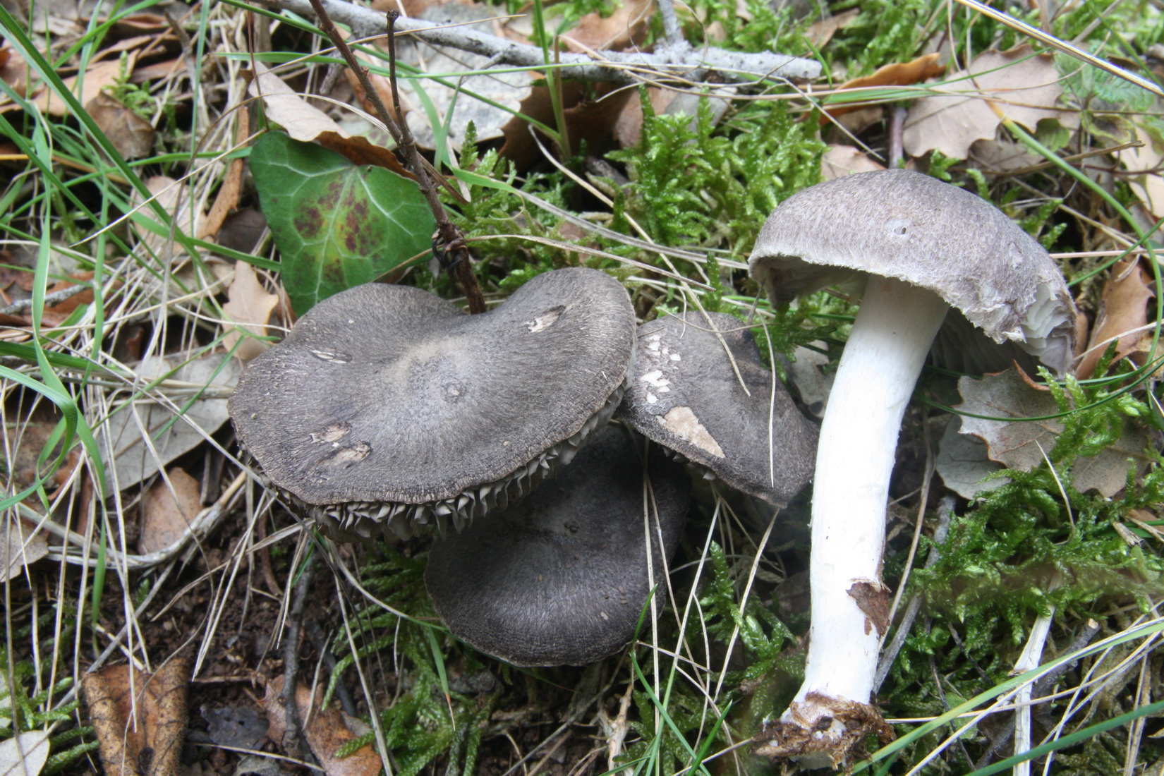 Tricholoma terreum