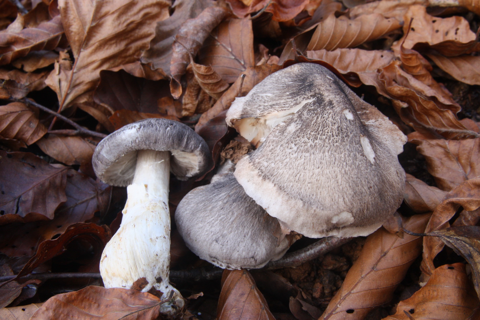 Tricholoma orirubens