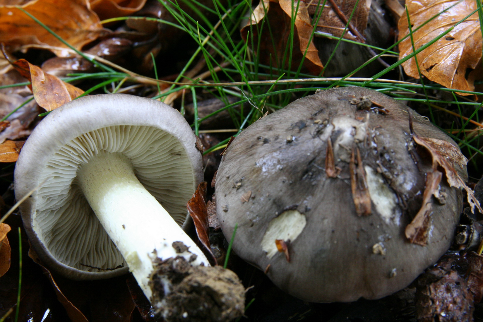Tricholoma portentosum