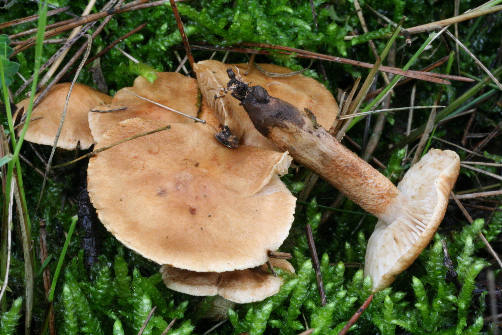 Tricholoma psammopus