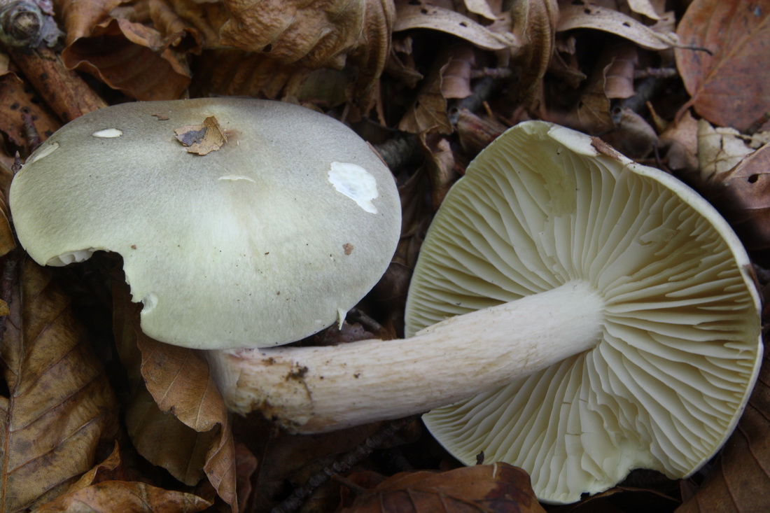 Tricholoma saponaceum