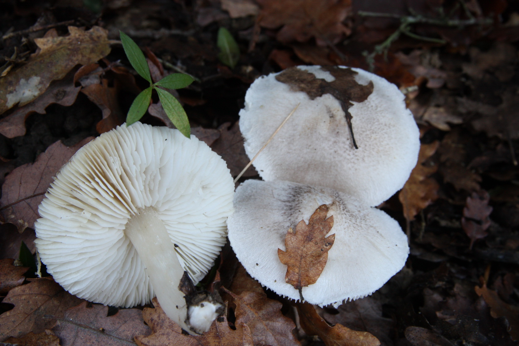 Tricholoma scalpturatum