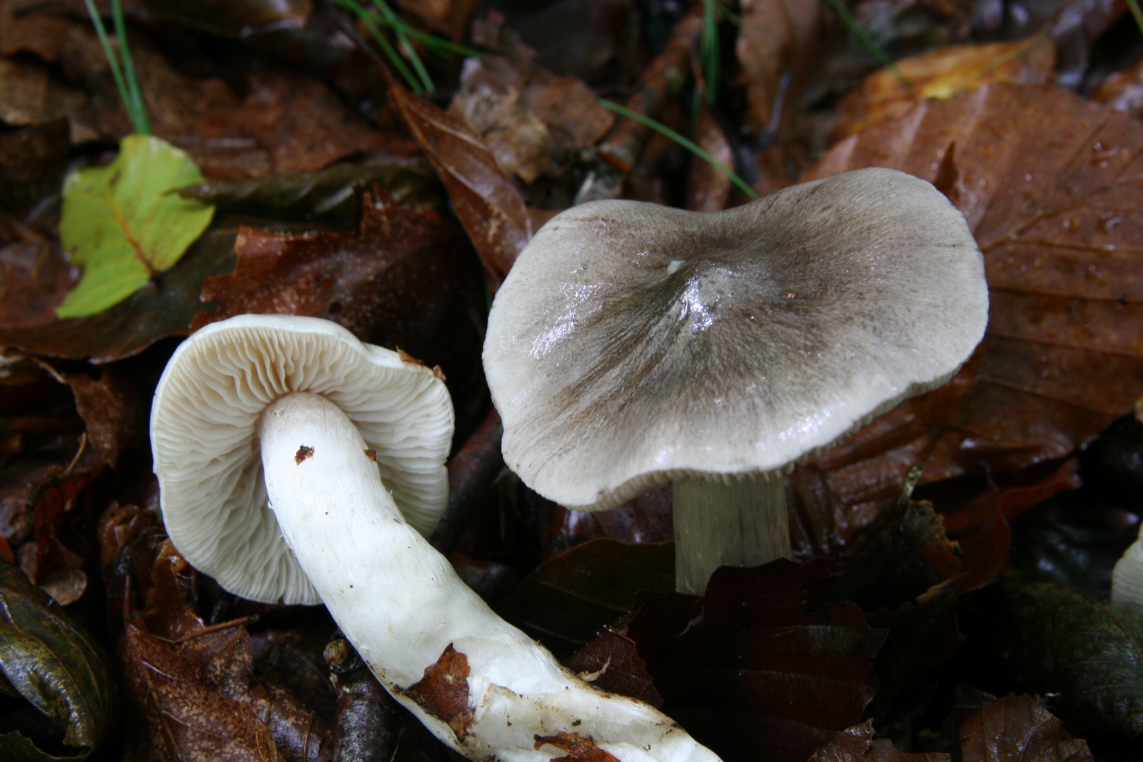 Tricholoma sciodes