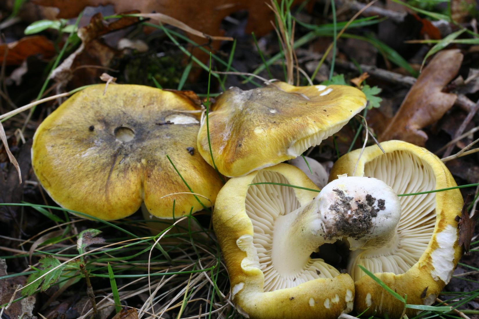 Tricholoma sejunctum