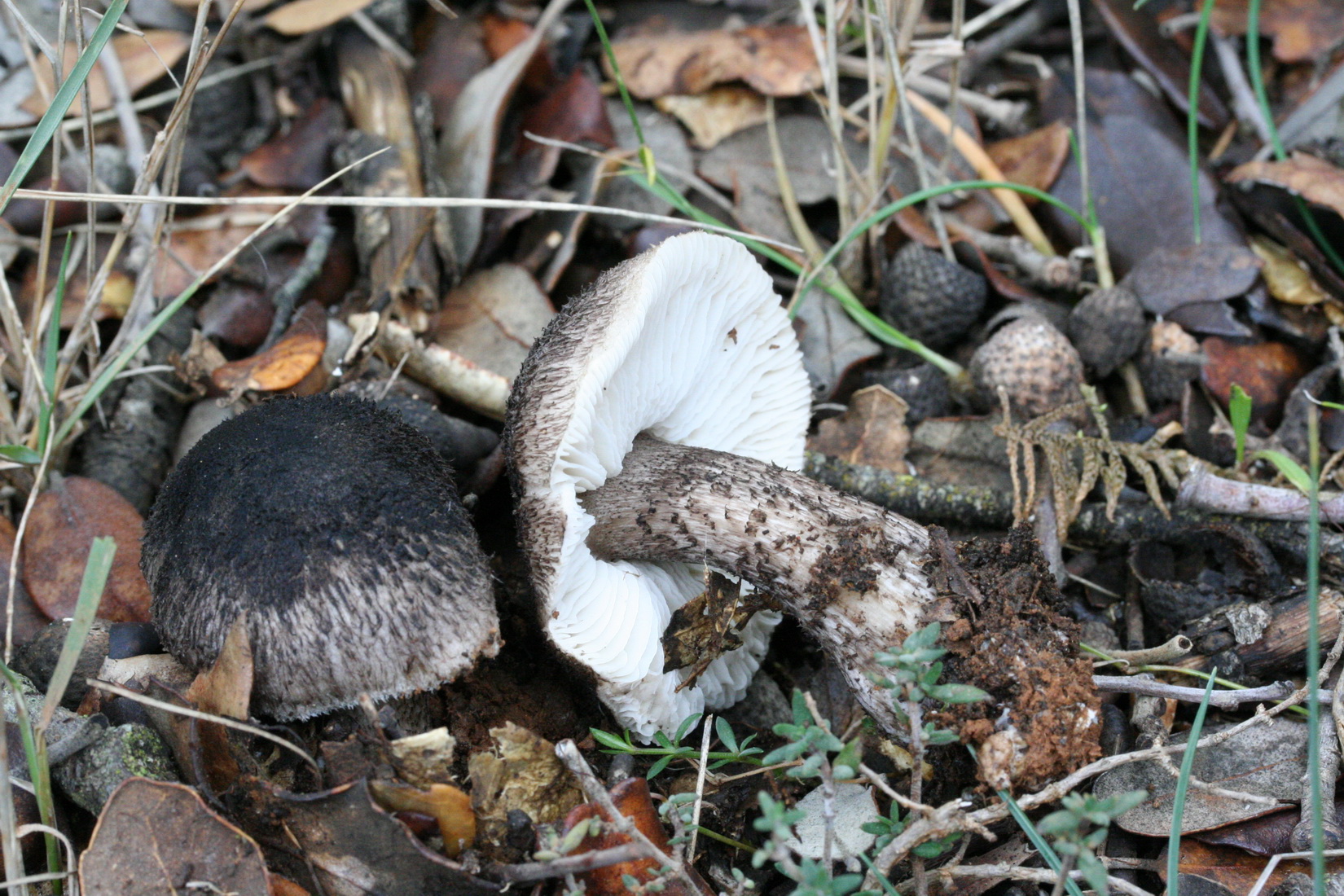 Tricholoma atrosquamosum var_squarrulosum