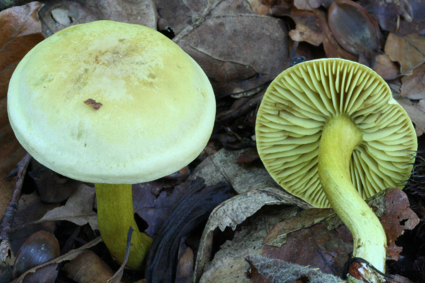 Tricholoma sulphureum