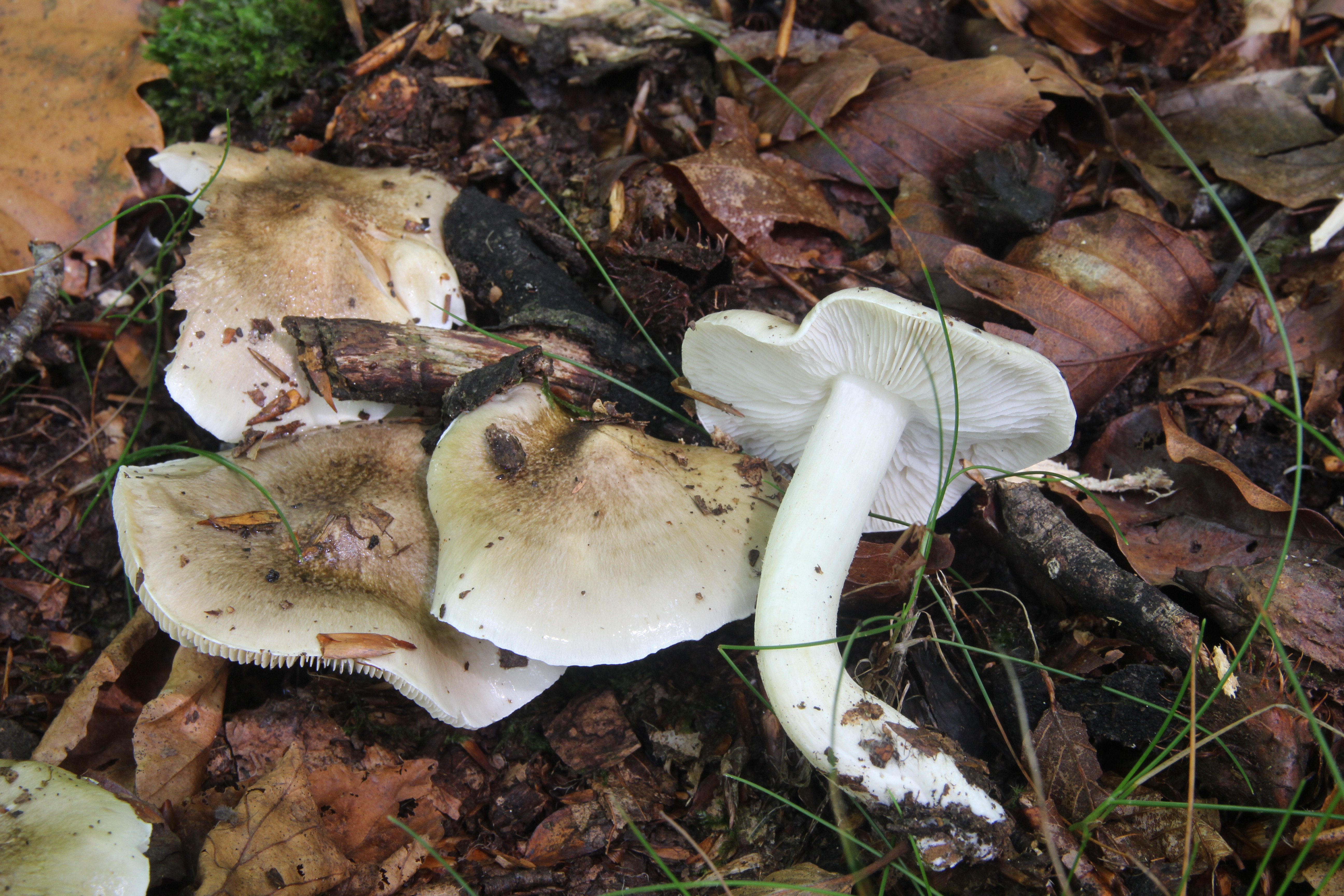Tricholoma umbonatum