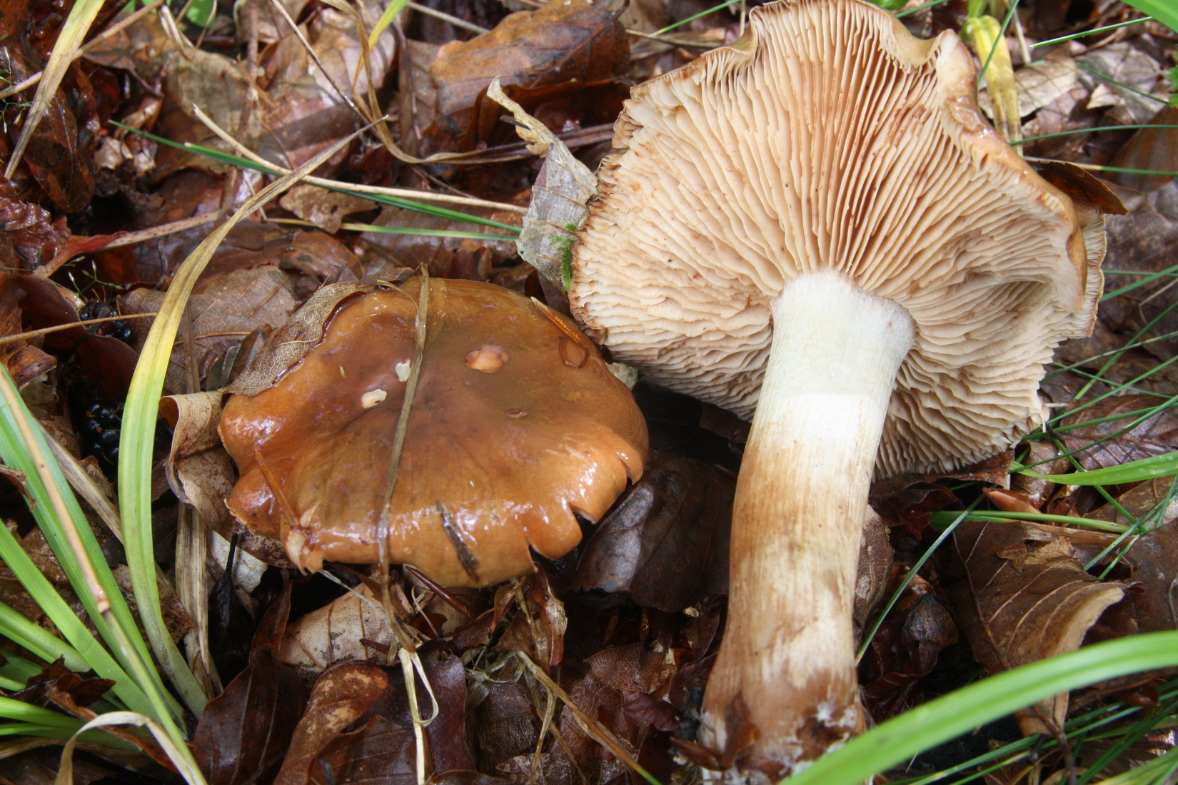 Tricholoma ustale