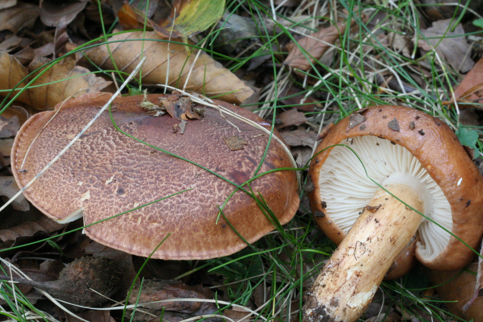 Tricholoma ustaloides