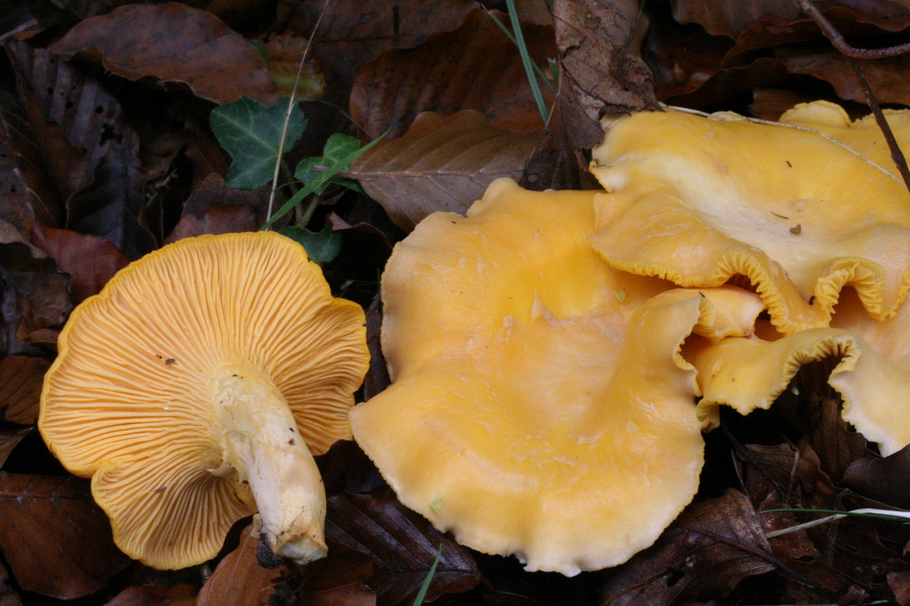 Cantharellus pallens