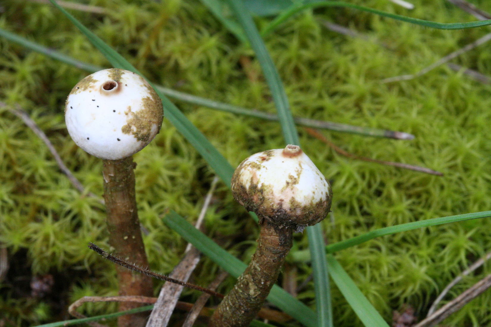 Tulostoma brumale
