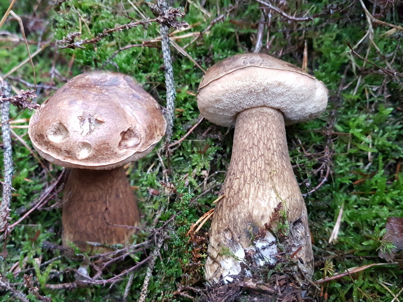 Tylopilus felleus
