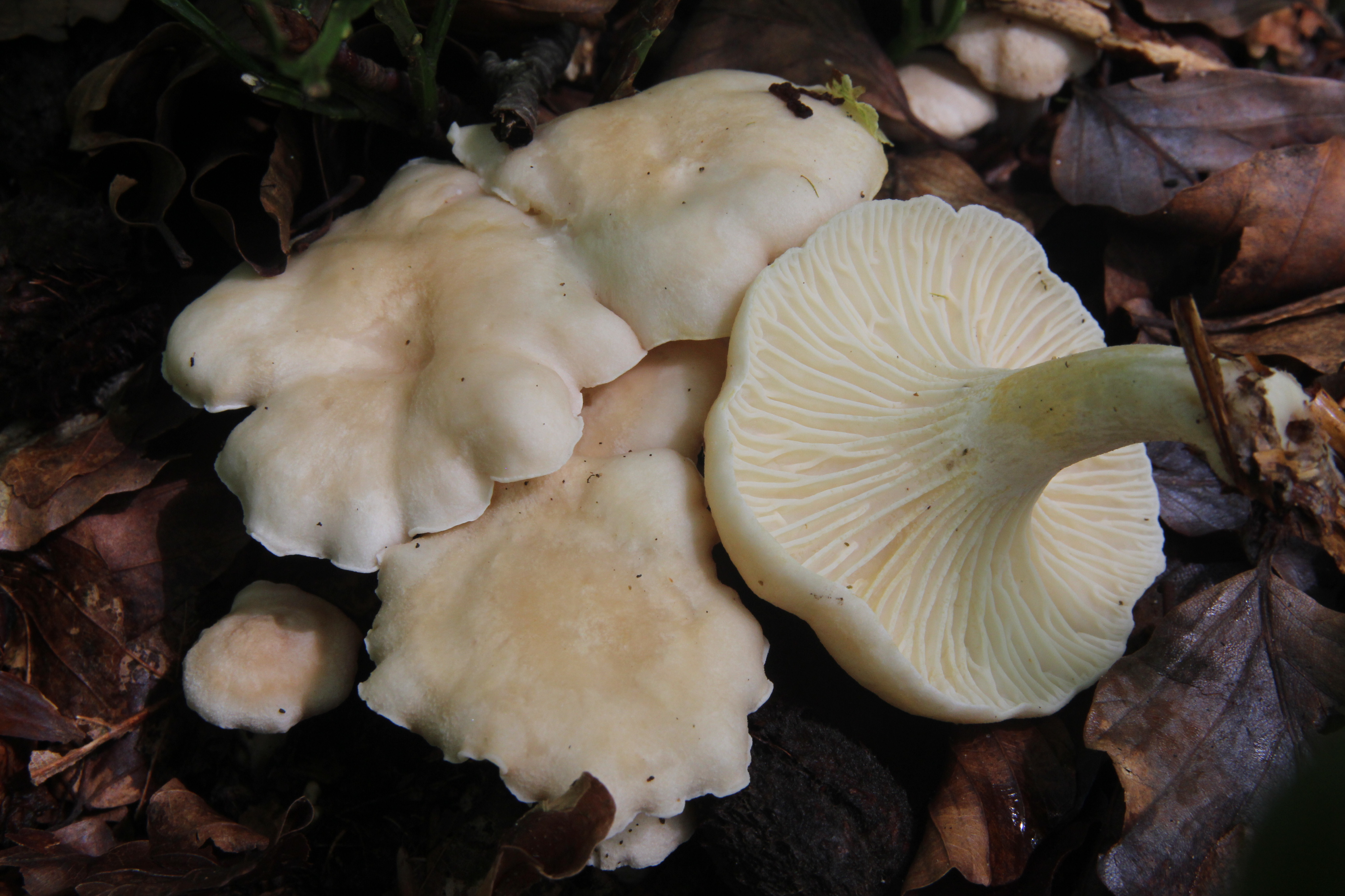 Cantharellus pallens f_albina