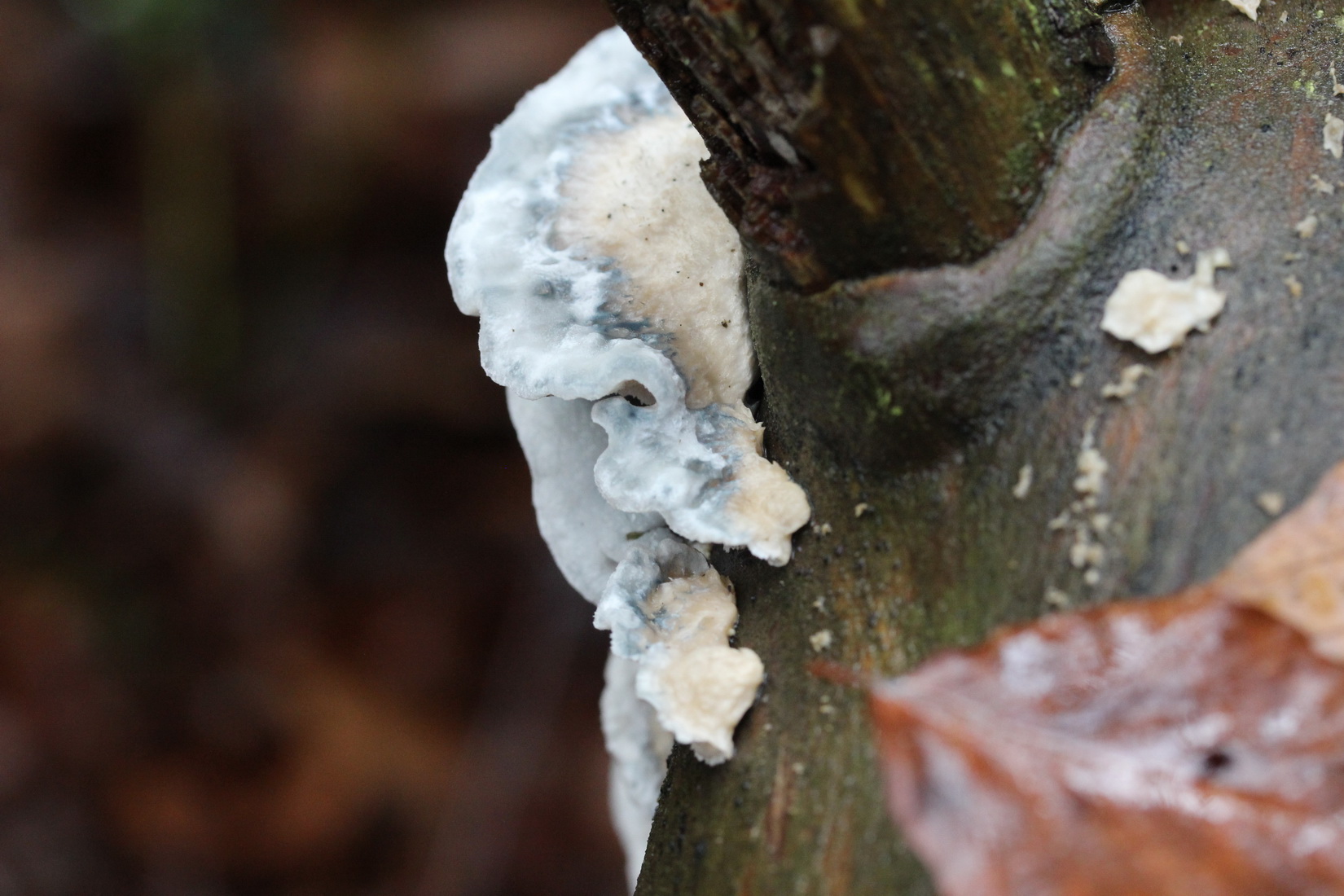 Postia caesia