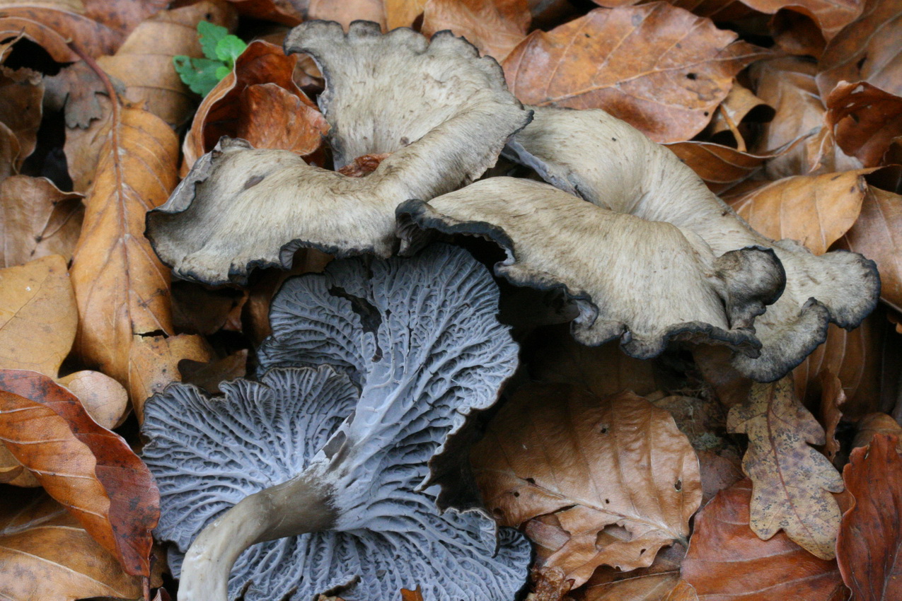 Cantharellus cinereus