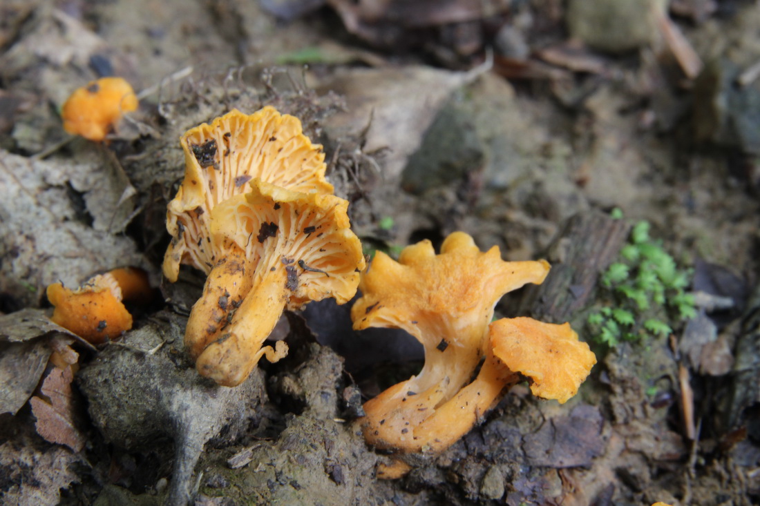 Cantharellus friesii