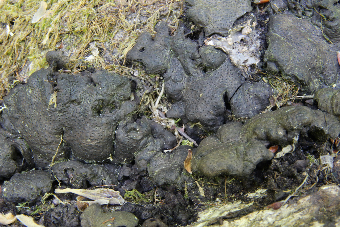 Kretzschmaria deusta