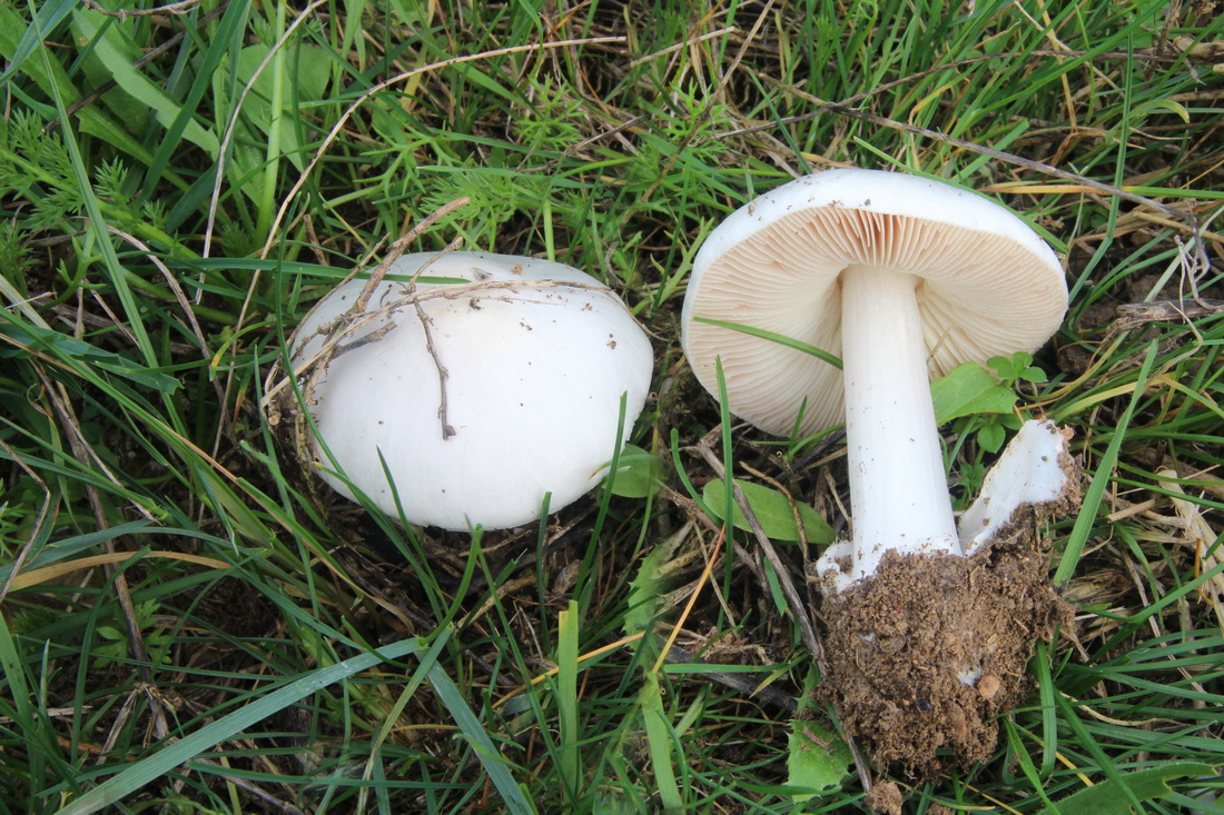 Volvopluteus gloiocephalus