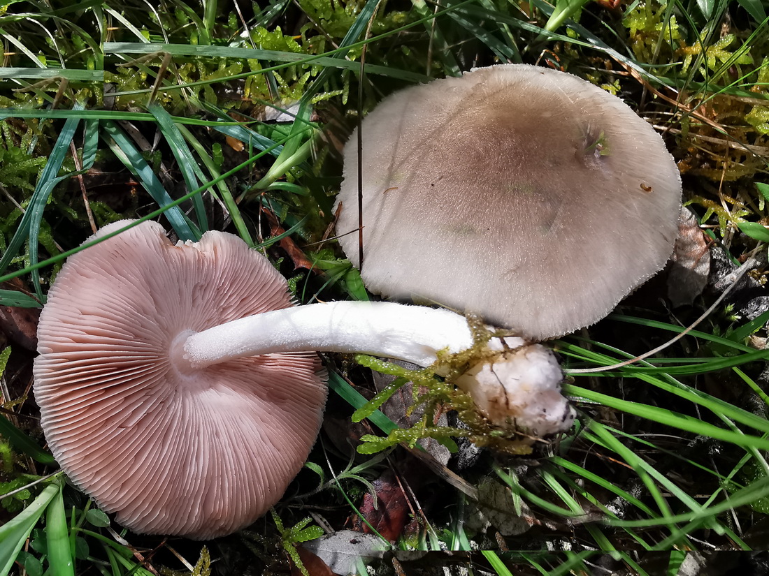 Volvariella murinella
