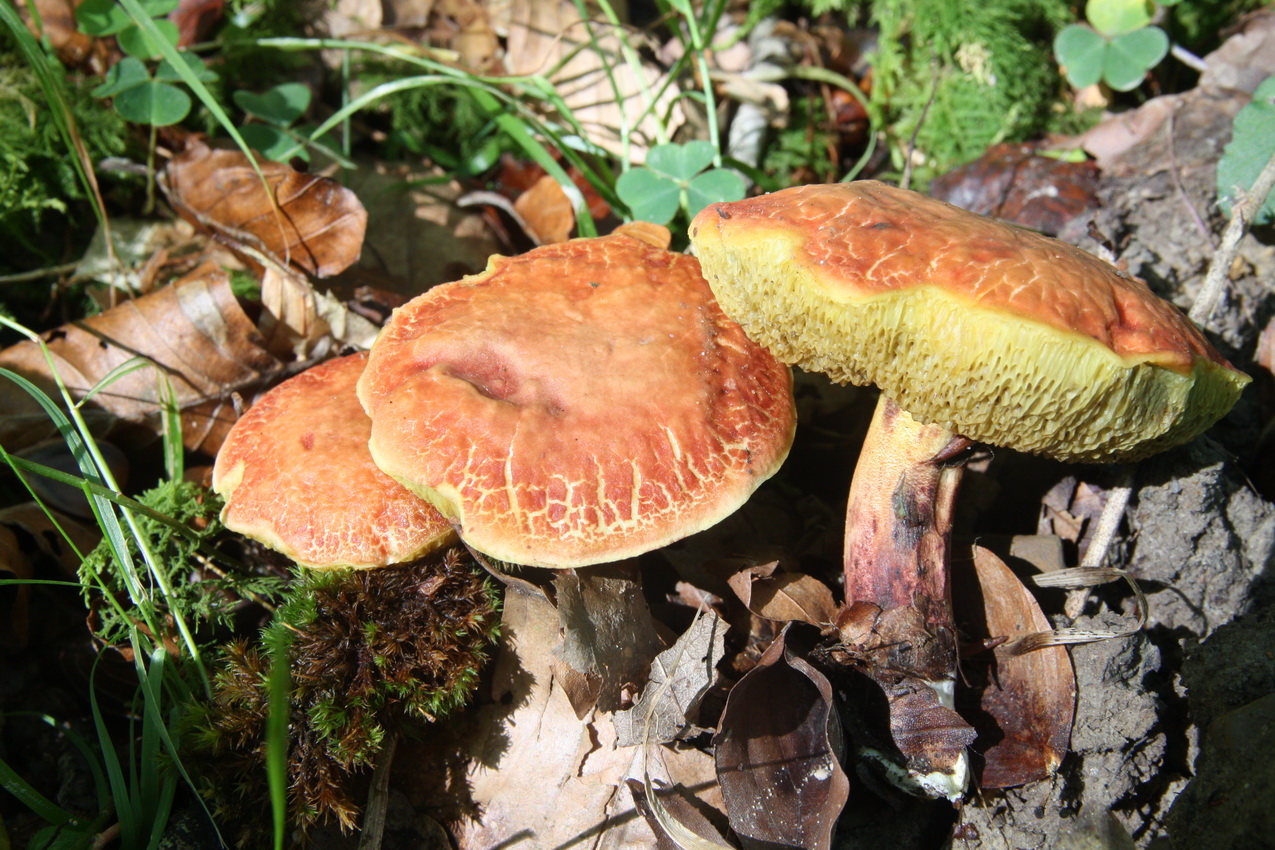 Rheubarbariboletus armeniacus