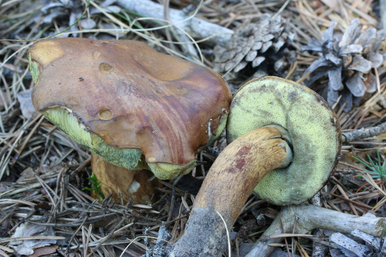 Imleria badia