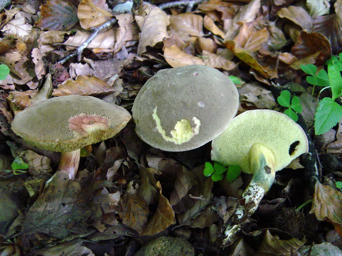 Xerocomellus chrysenteron