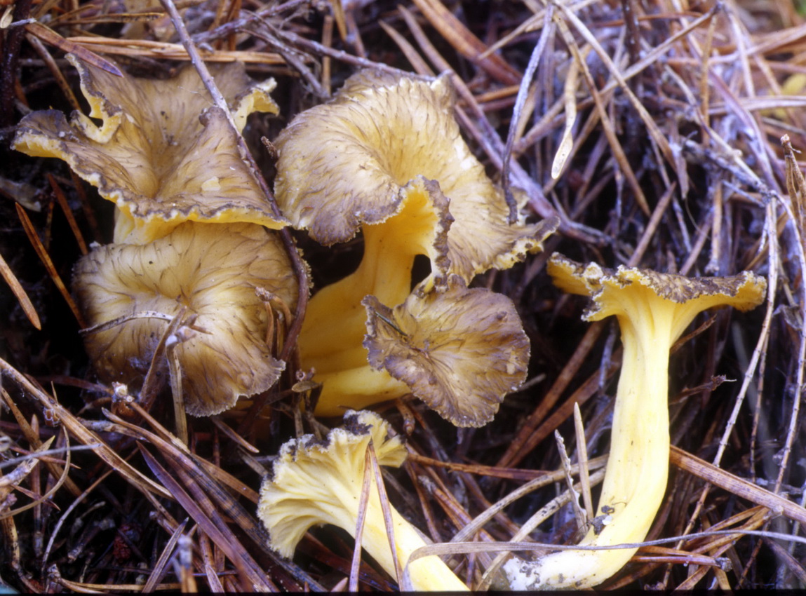 Craterellus lutescens