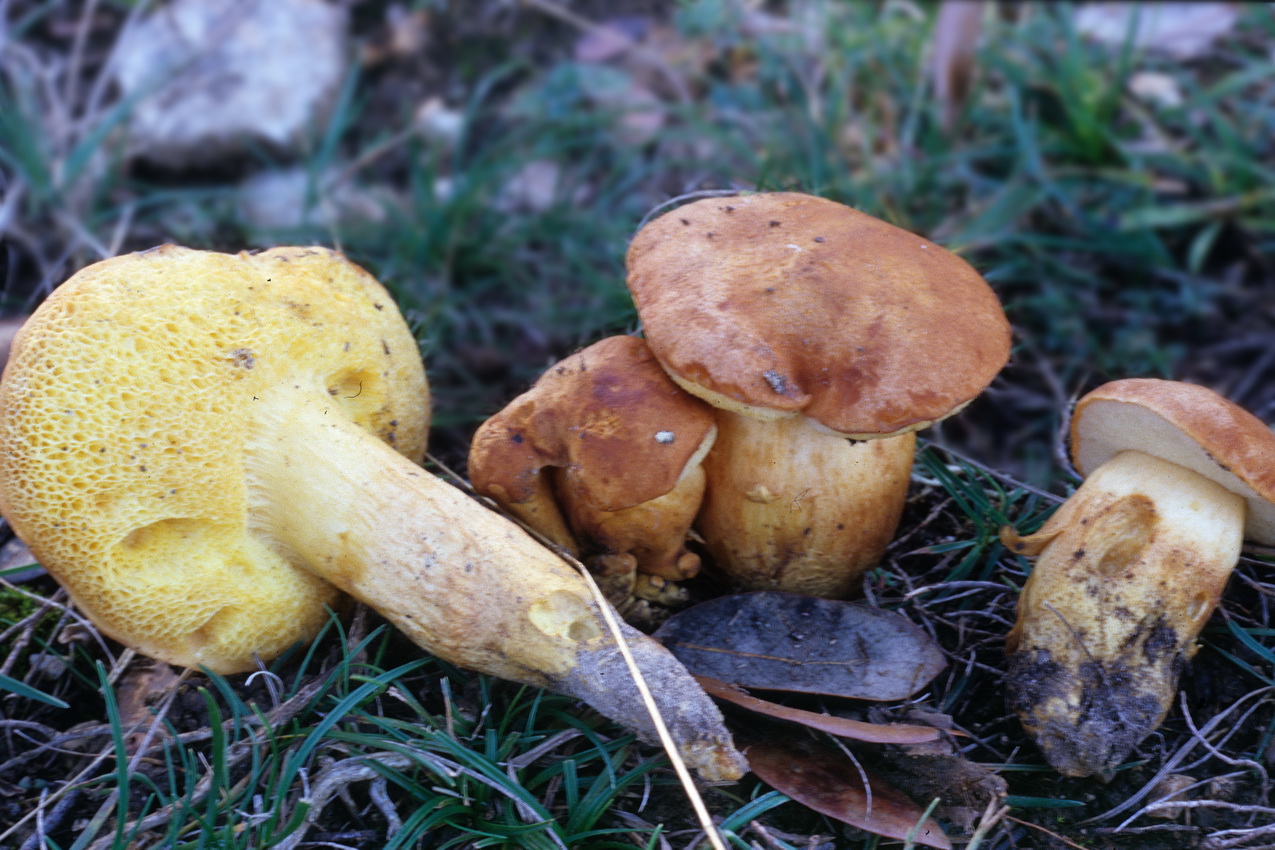Aureoboletus moravicus
