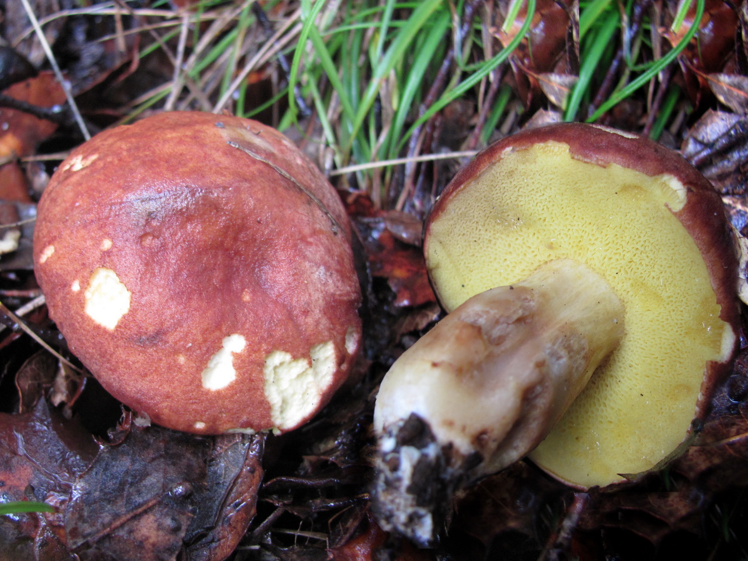 Hortiboletus rubellus