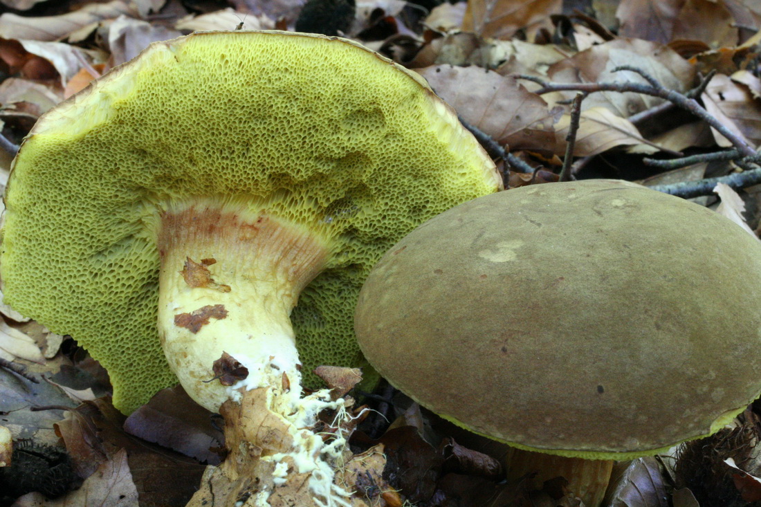 Boletus subtomentosus