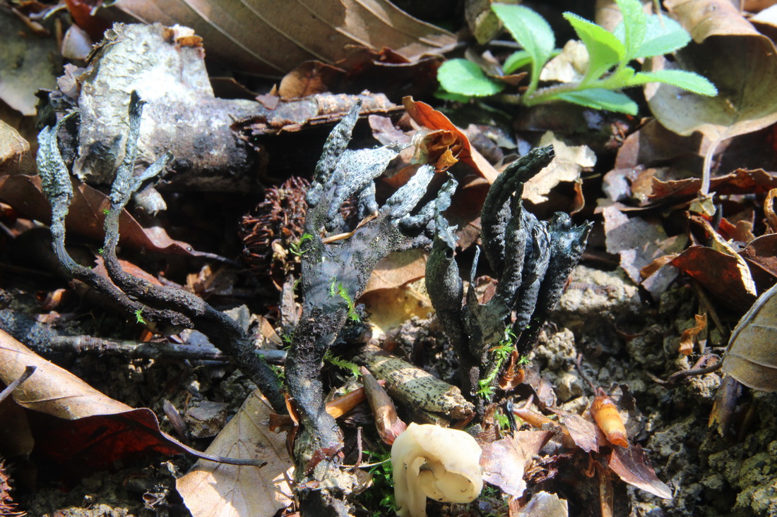 Xylaria hypoxylon