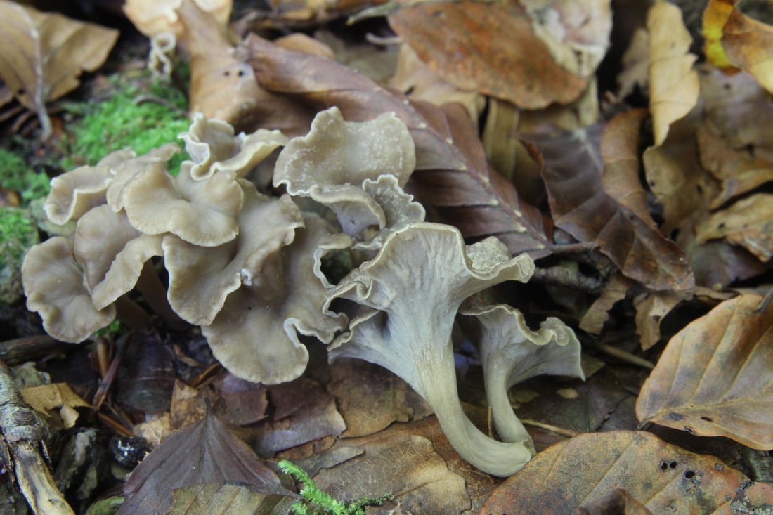 Pseudocraterellus undulatus