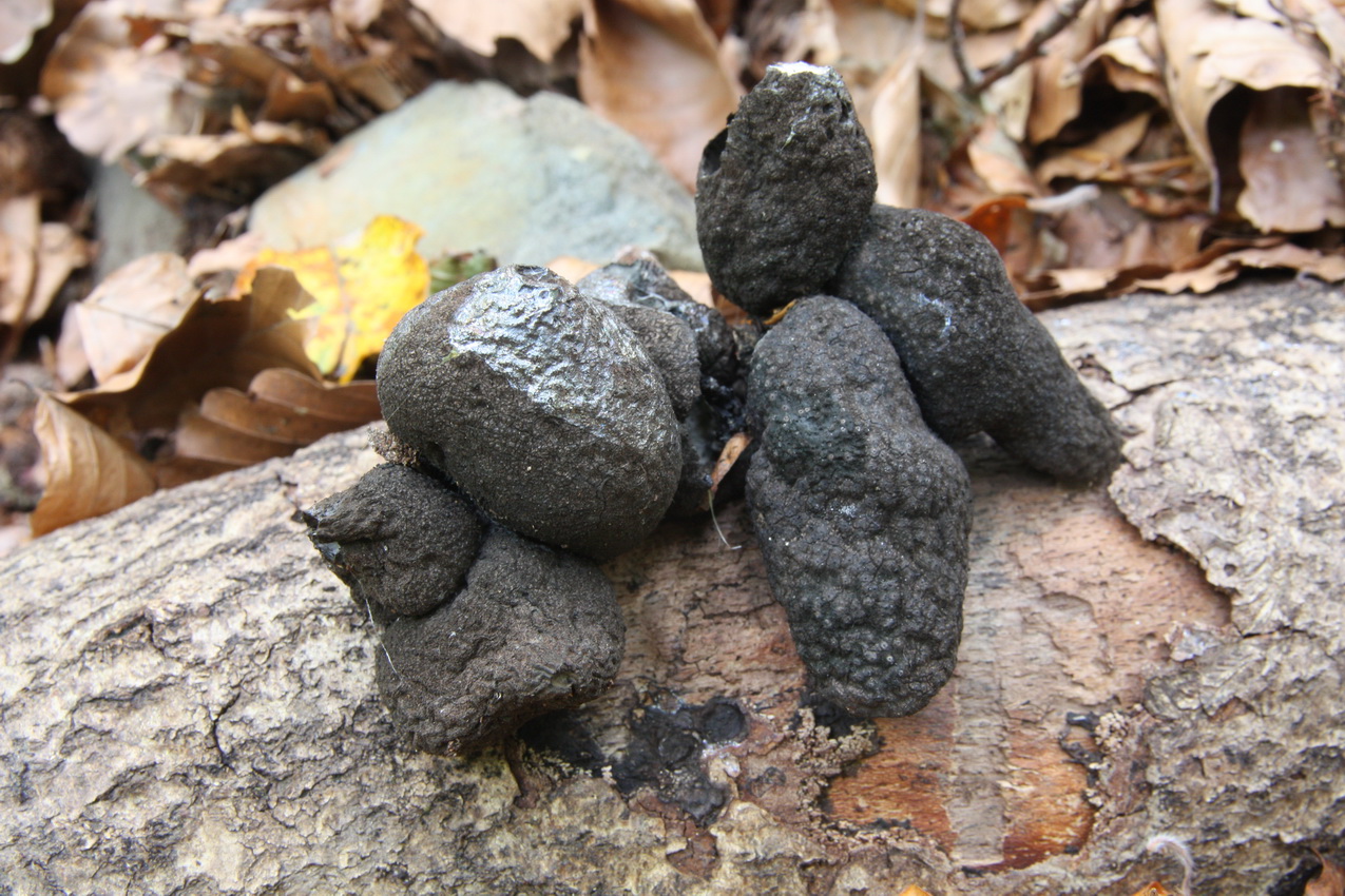 Xylaria polymorpha
