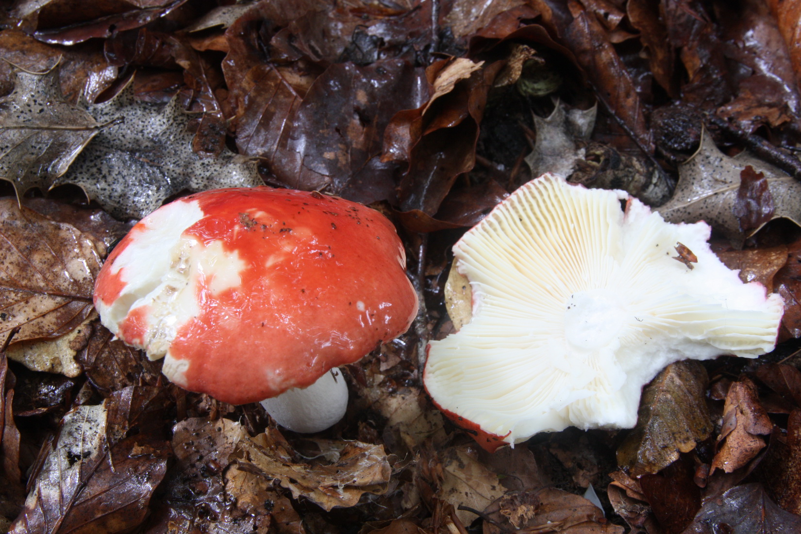 Russula rubra