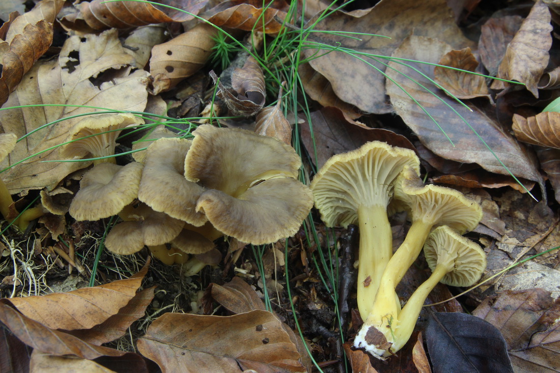Craterellus tubaeformis