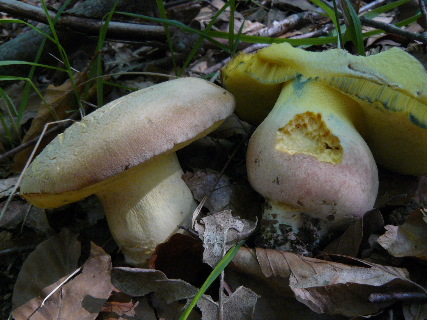 Rubroboletus pulchrotinctus