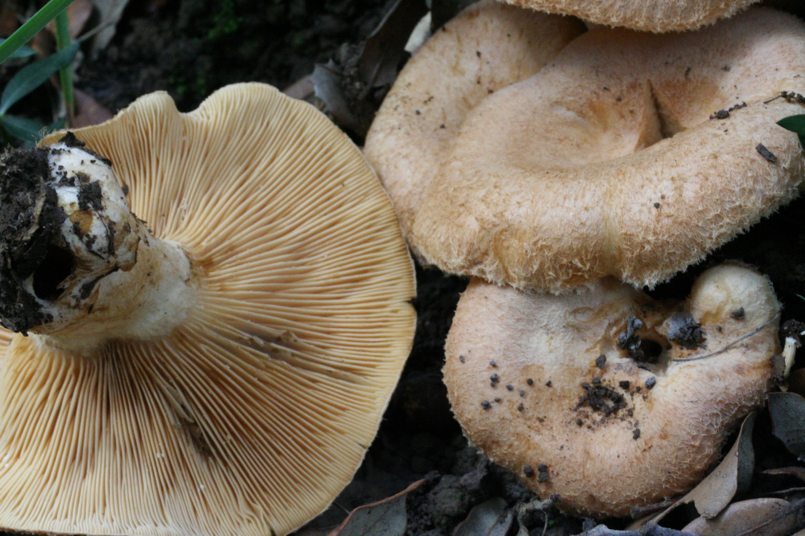 Lactarius mairei